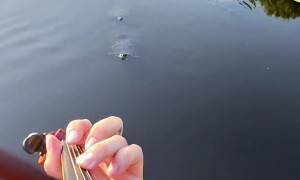Violin Player Summons Turtles With Club Hit