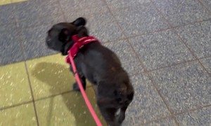 Frenchie Takes Off With Luggage