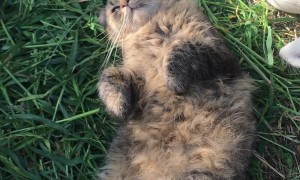Cat Lies Peacefully Surrounded By Munching Guinea Pigs