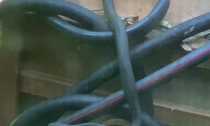 Snake Blends In With Hose