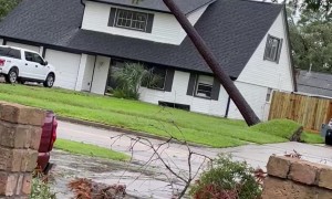 Uprooted Tree Lands on Pickup