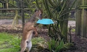 When Trying to Steal Someone Else's Food Backfires