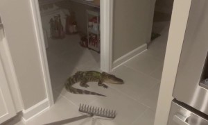 Alligator Uses Doggy Door to Enter Home
