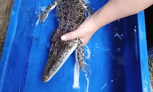 Tiny Crocodile Adorably Babied