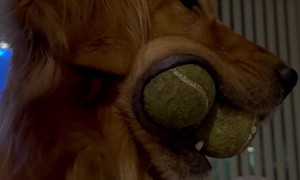 Golden Grins With Triplet Tennis Balls