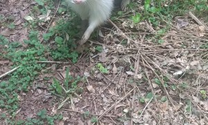 Augusta the Albino Raccoon