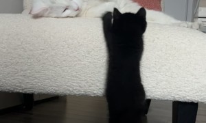 Older Cat Smacks New Kitten