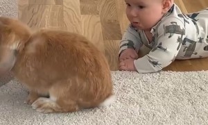 Baby Cries When Bunny Friend Turns Away