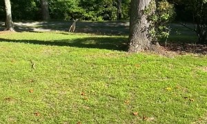 Dog And Deer Play Chase Together