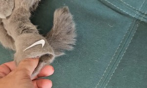 Cat Wears Slippers Made Of Own Fur