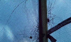 Spiders Congregate on Top of Tent