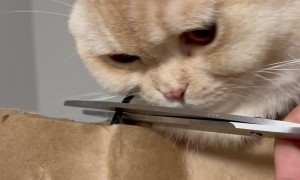 Cat Get's His Head Stuck In a Paper Bag Handle