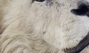 King Lion Shows Off His Fabulous Eyelashes