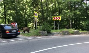 This is Why You Don't Feed Bears