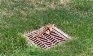 Fawn Freed From Sewer Grate