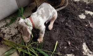 Dachshund Puppy Makes Big Mess With Houseplant