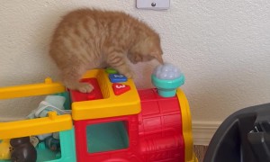 Kitten Plays With Toy Train