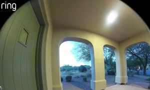 Pizza Delivery Person Returns Dog