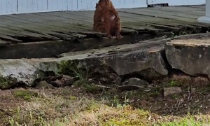 Groundhog Does Morning Meditation