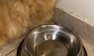 Dog Falls Asleep on Water Bowl