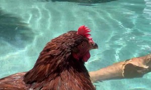Man Swims With His Pet Chicken