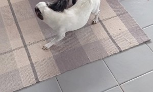 Puppy Copies Older Brother