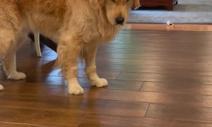 Dramatic Golden Retriever Encounters a Lemon