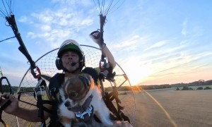 Molly the Pomeranian Flight Navigator