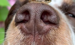 Tiny Frog Sits On Dog's Nose
