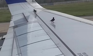 Birds Try to Perch on Airplane Wing