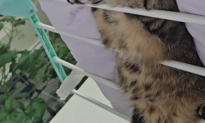 My Cat Found the Best Place to Hide