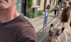 Camel and Donkey Go For a Walk in Copenhagen