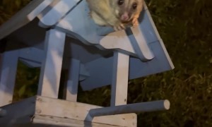 Brushtail Possum Struggles To Squeeze Into House
