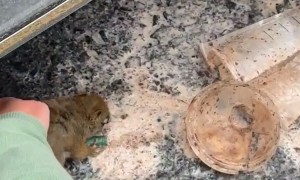 Group of Men Captivated by Squirrel Drinking Coffee