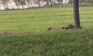 Baby Raccoons Sitting on Fence