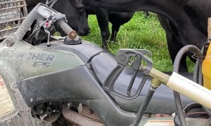 Cow Finds a Way to Scratch Itchy Nose