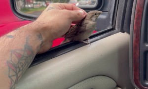 Bird Checks In On Driver