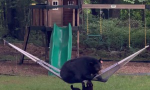 Bearly Hanging On: A Hammock Adventure