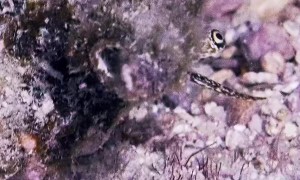 Underwater Creature Peers Up From Seabed