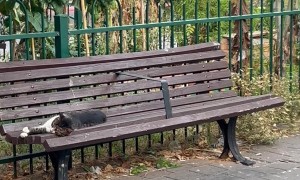 Each cat has their own bench