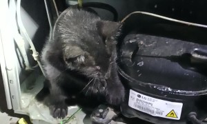 Rescuing a Kitten Trapped in a Refrigerator