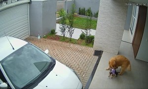 Golden Steals Friend's Sweater