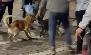 Bros Cheer As Pups Steal the Show