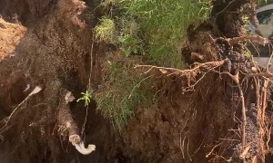 Big Tree Toppled During Severe Chicago Storm