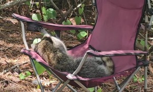 A Raccoon Stole My Chair