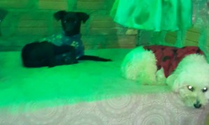 The Royal Canine Sleepover