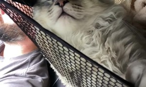 Traveling With Two Maine Coon Kittens
