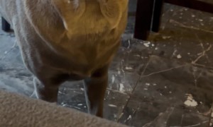 Lab Needs Help With Hiccups