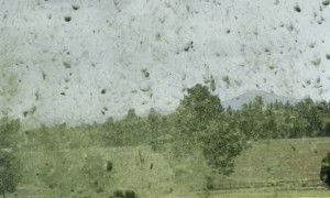 Dust Devil In Freshly Cut Hay Field