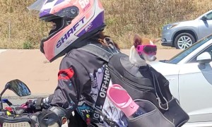 Car Dog Barks At Motorcycle Dog